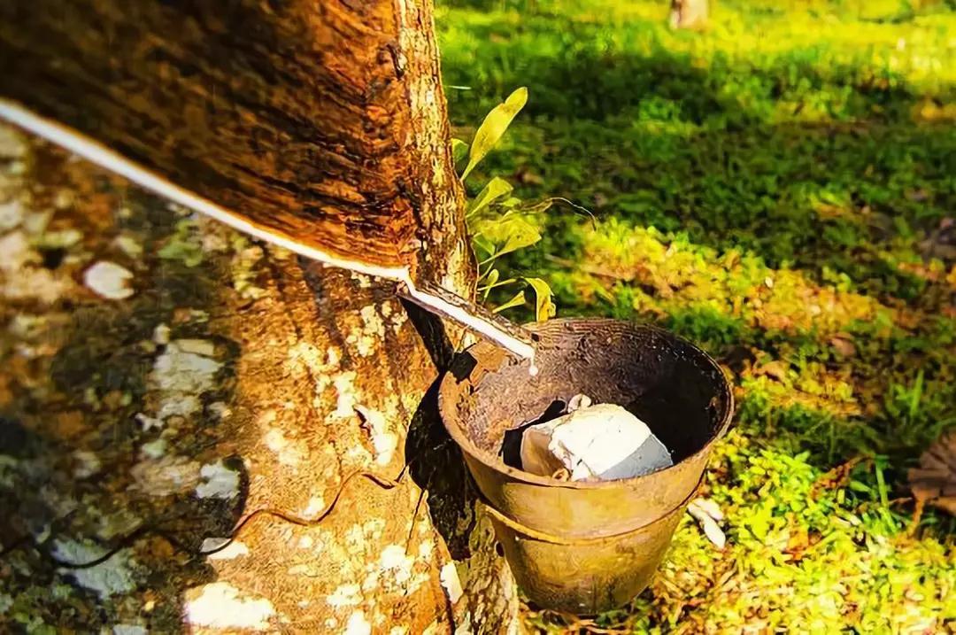 提到“膠粘劑”你們首先想到什么？